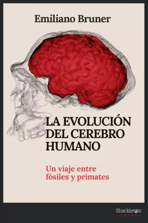 EVOLUCION DEL CEREBRO HUMANO